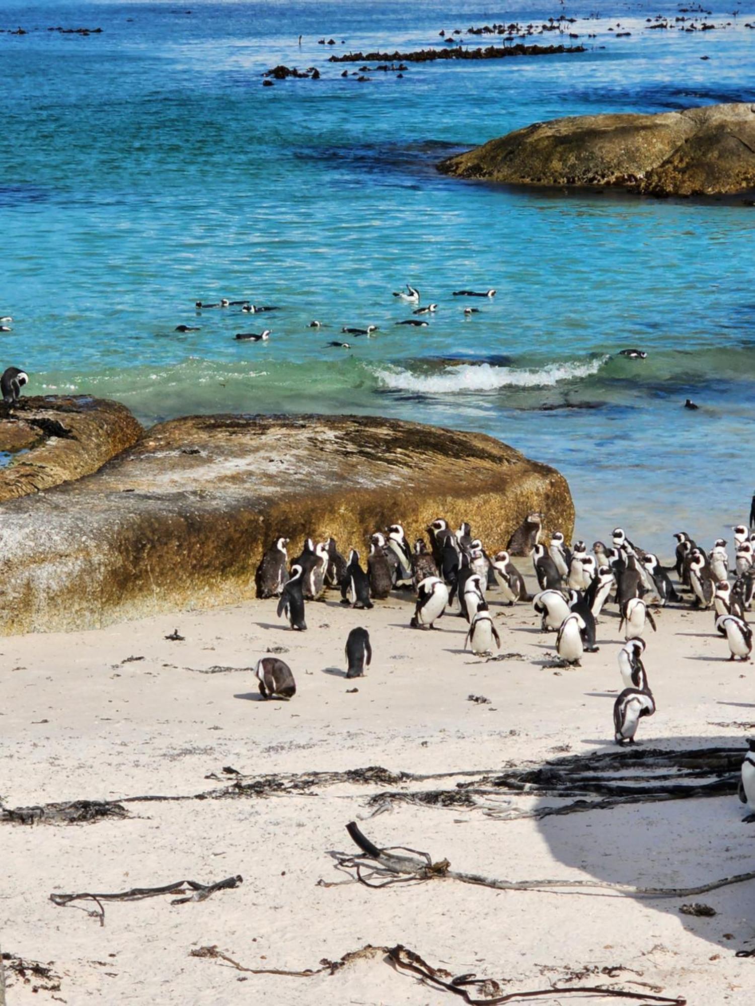 Boulders Blue Bed And Breakfast Simonʼs Town Exteriér fotografie