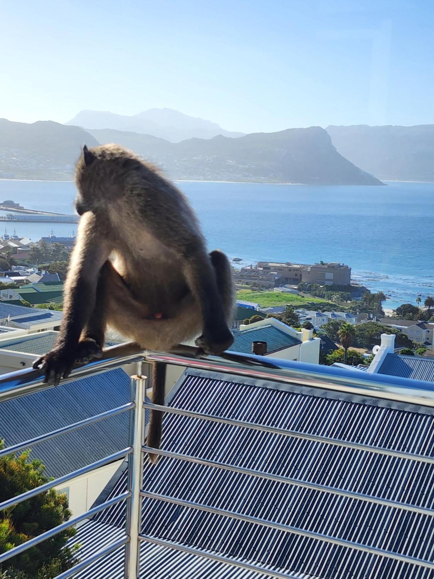 Boulders Blue Bed And Breakfast Simonʼs Town Exteriér fotografie