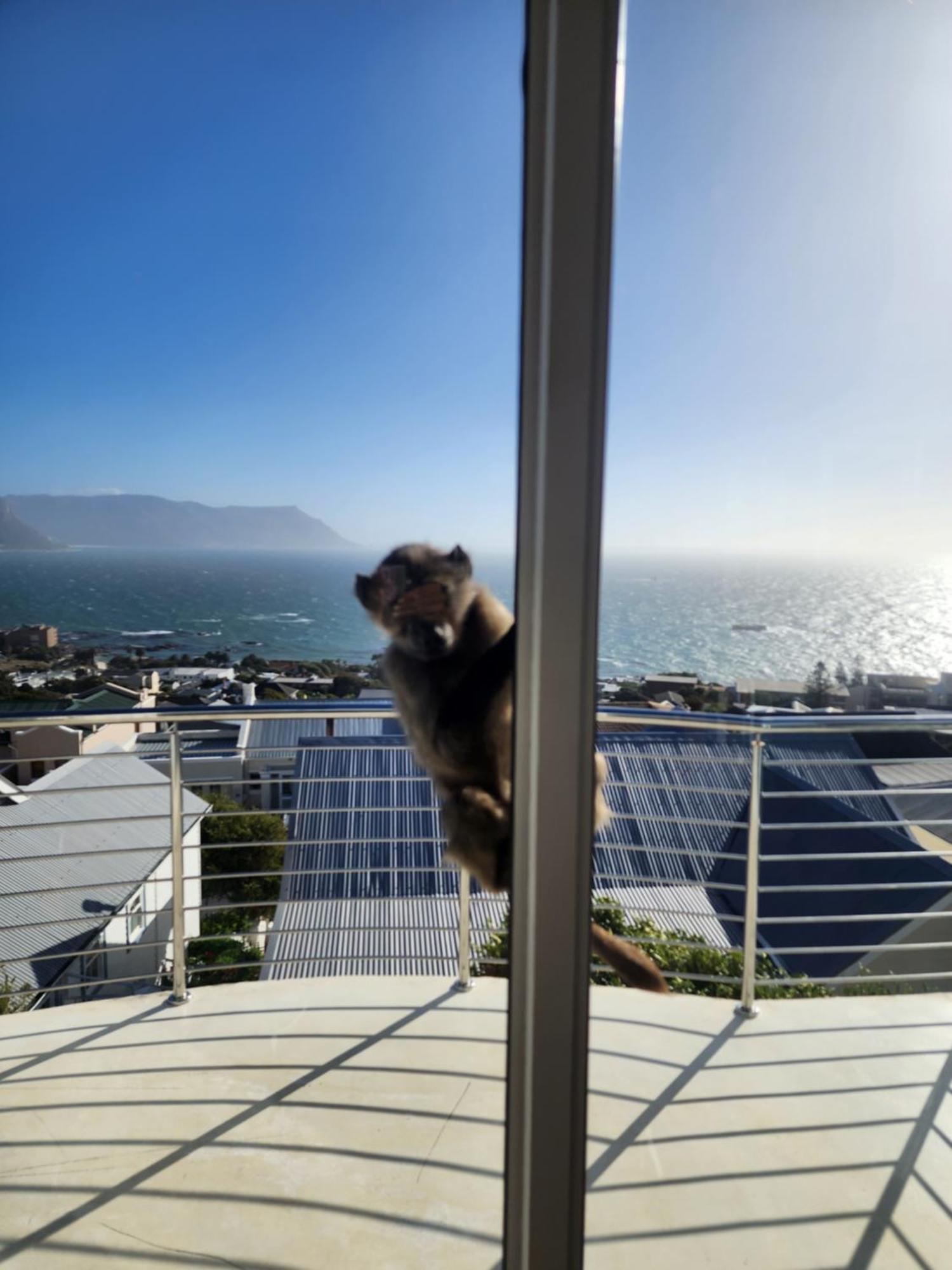Boulders Blue Bed And Breakfast Simonʼs Town Exteriér fotografie